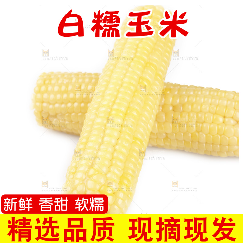 白底上的白糯玉米