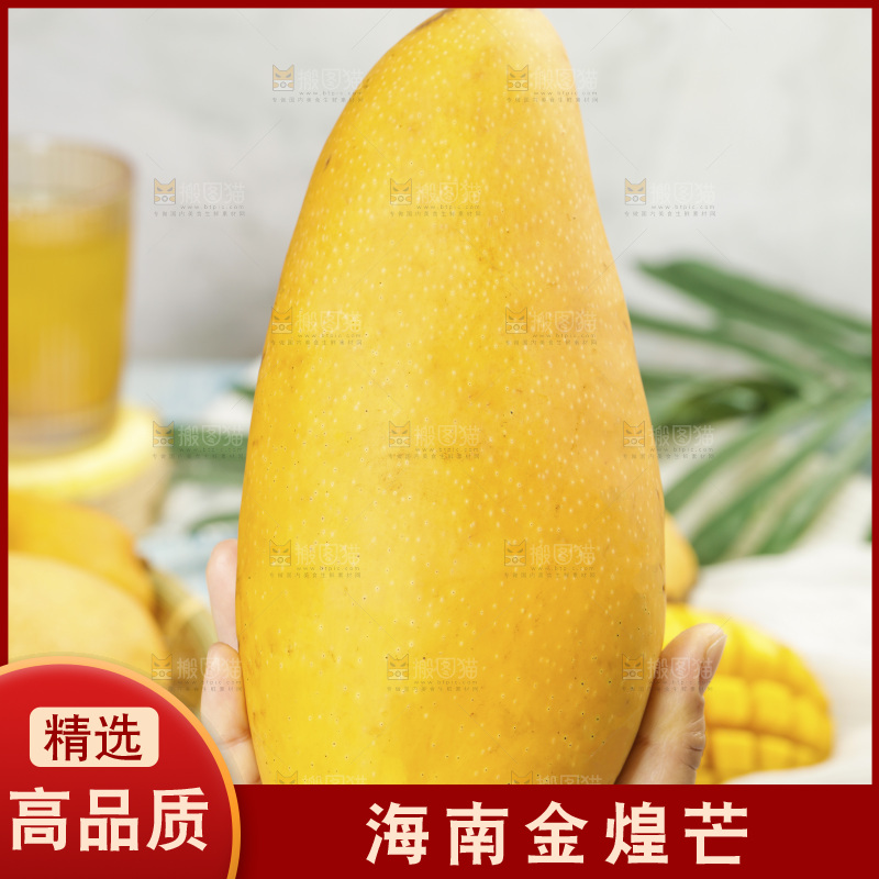 手里拿着大金煌芒