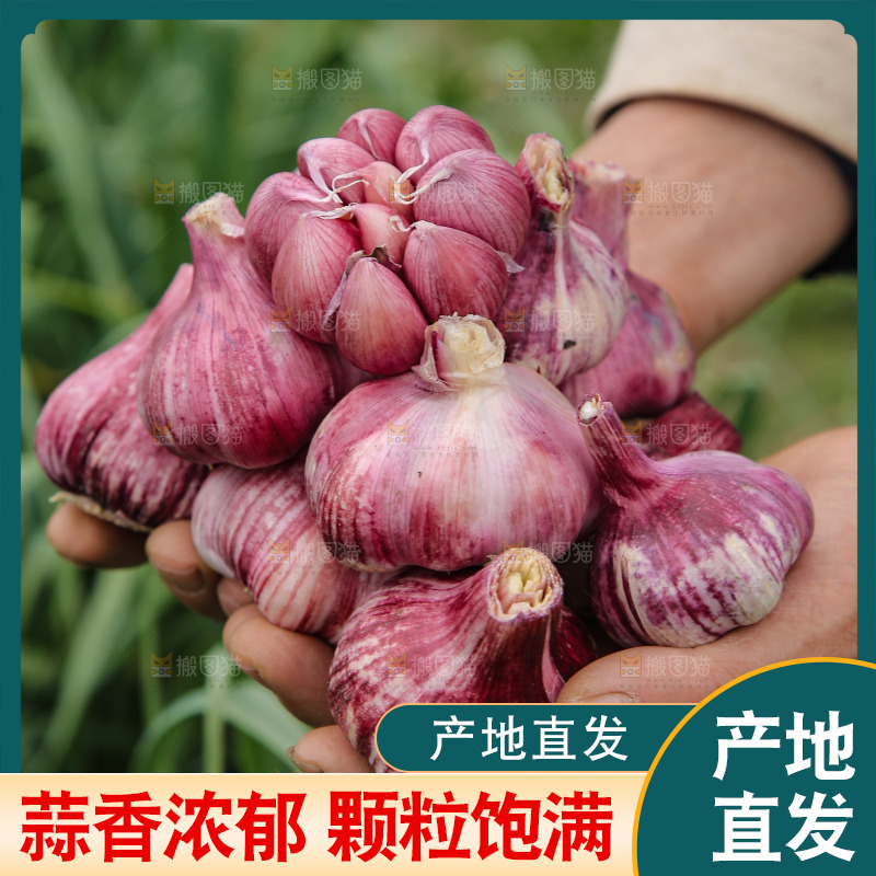 手里捧着紫皮大蒜