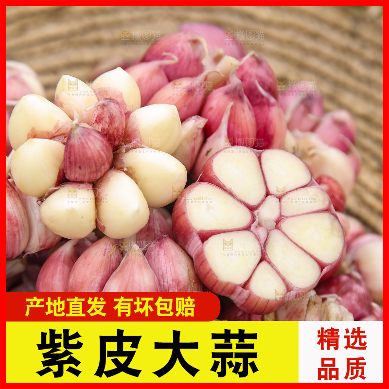 草帽里装着紫皮蒜