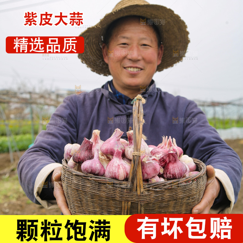 手里端着一篓紫皮鲜蒜
