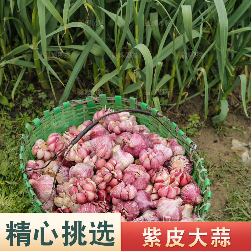 一篓新鲜紫皮大蒜
