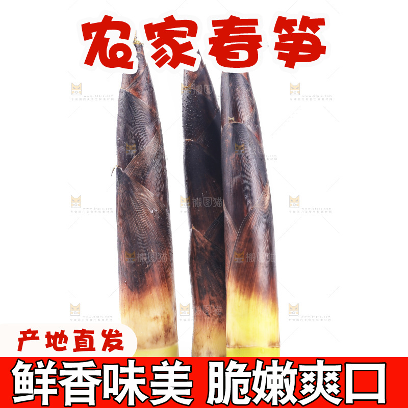 白底上的新鲜春笋