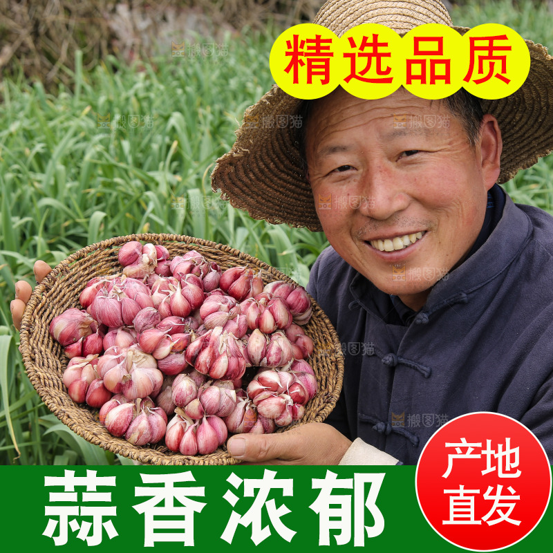 手里端着一篮紫皮多瓣蒜