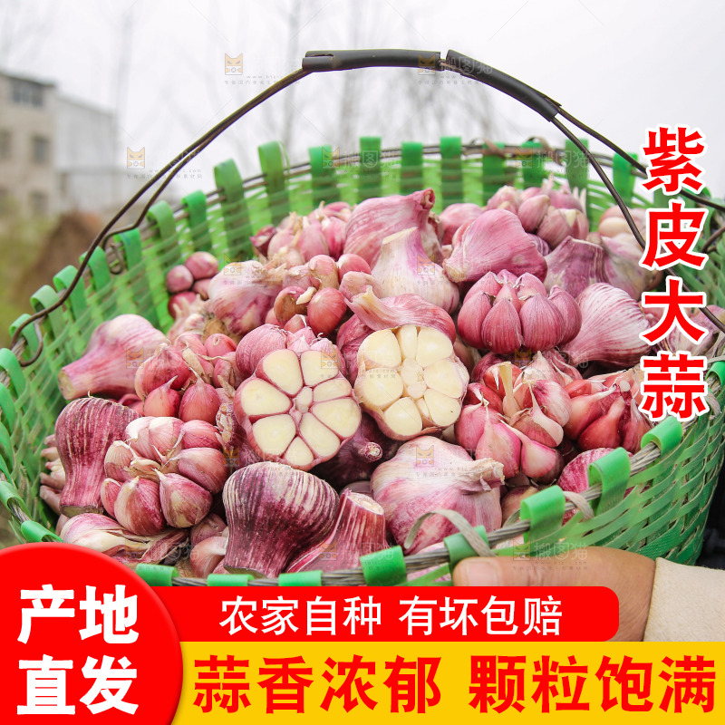 一篓新鲜紫皮大蒜