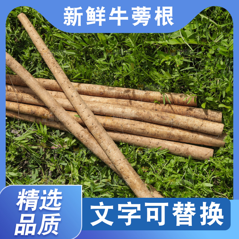草地上放着山东苍山牛蒡