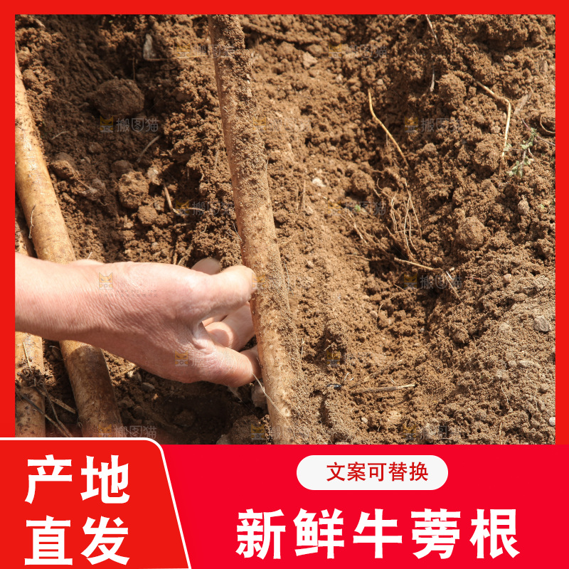 农民手里拿着新鲜牛蒡根