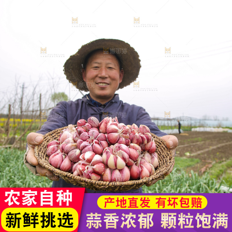 手里端着一篮紫皮多瓣蒜