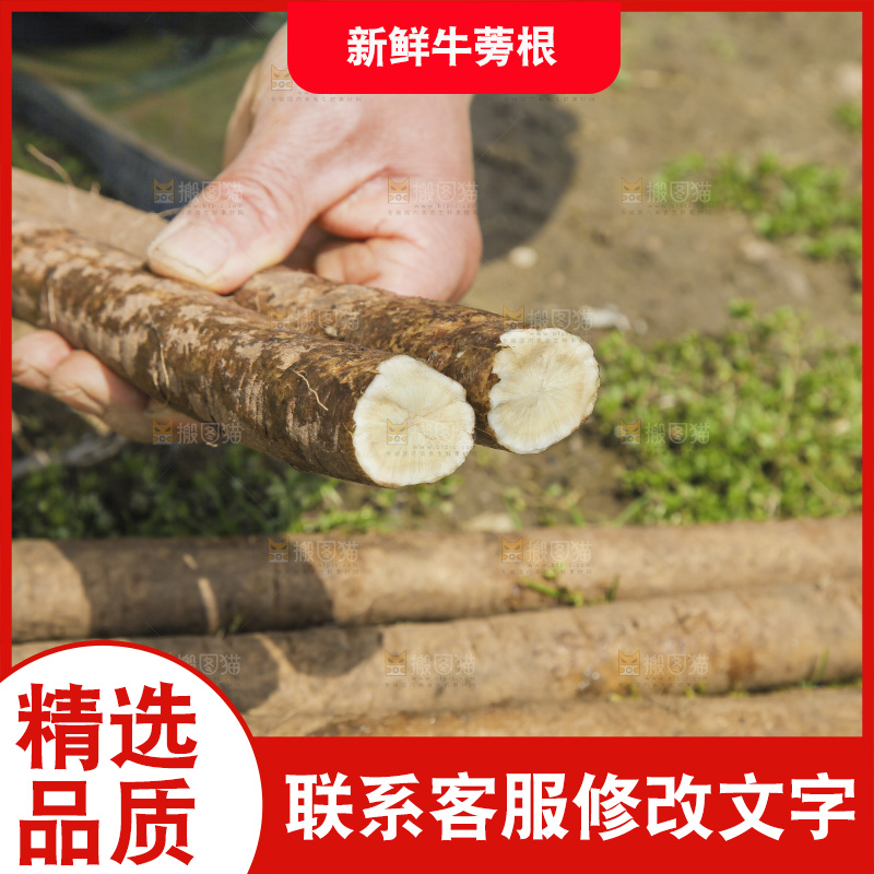 手里拿着牛蒡