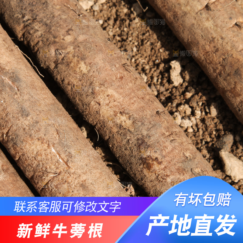 地上放着牛蒡根