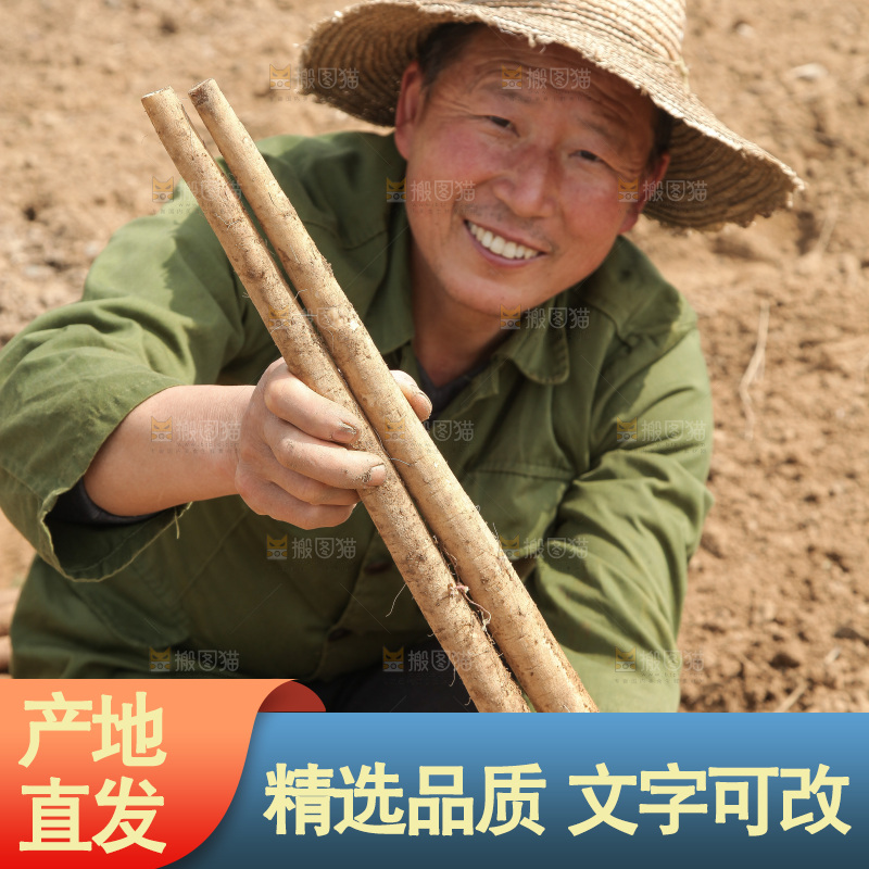 农民手里拿着新鲜牛蒡根