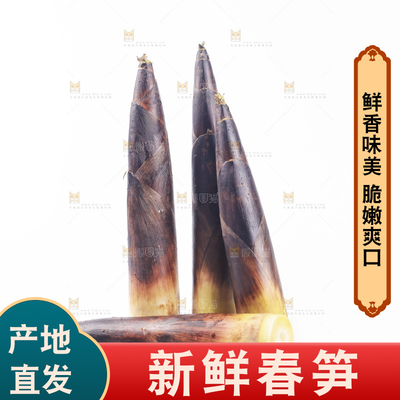白底上的新鲜春笋