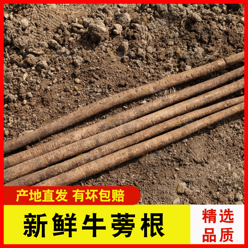地里放着黄皮牛蒡根