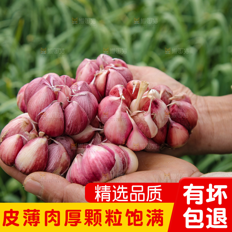 手里捧着紫皮大蒜