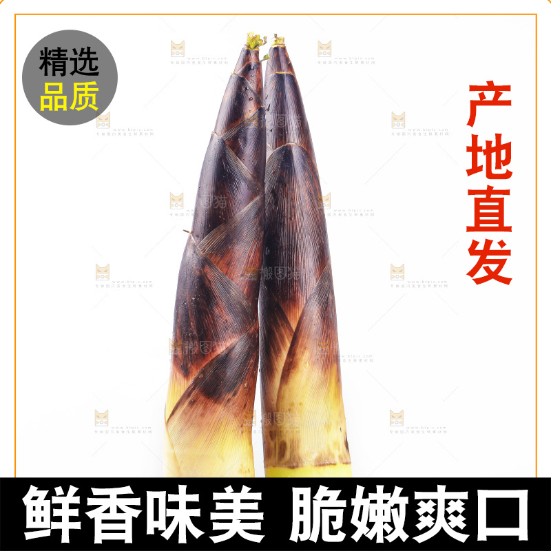 白底上的新鲜春笋
