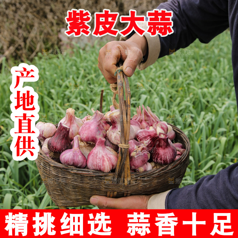 一篓新鲜紫皮大蒜