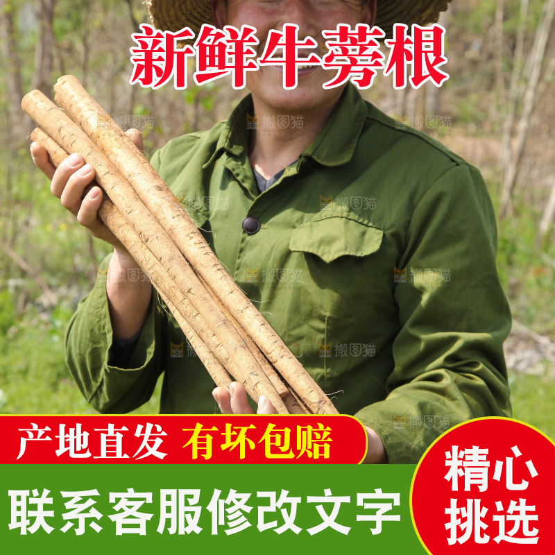 农民手里拿着新鲜牛蒡根
