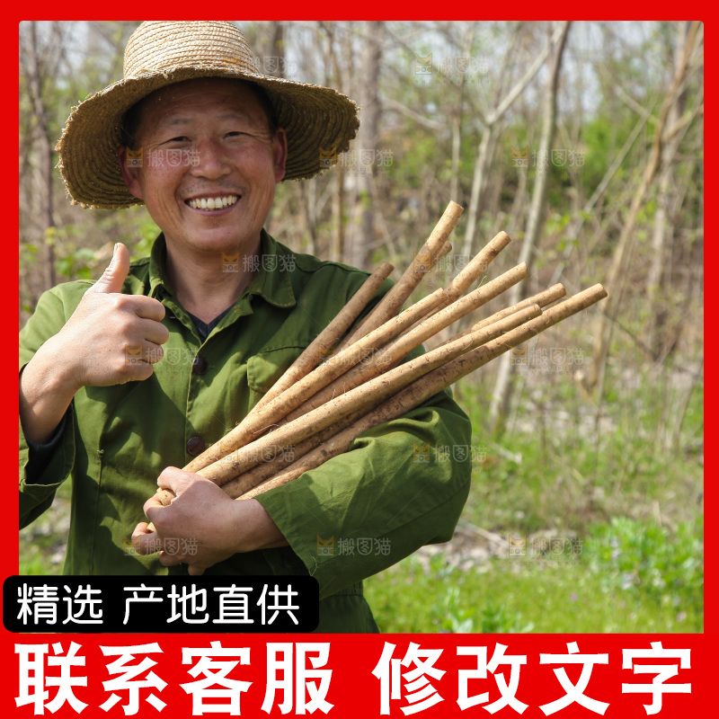 农民手里拿着新鲜牛蒡根