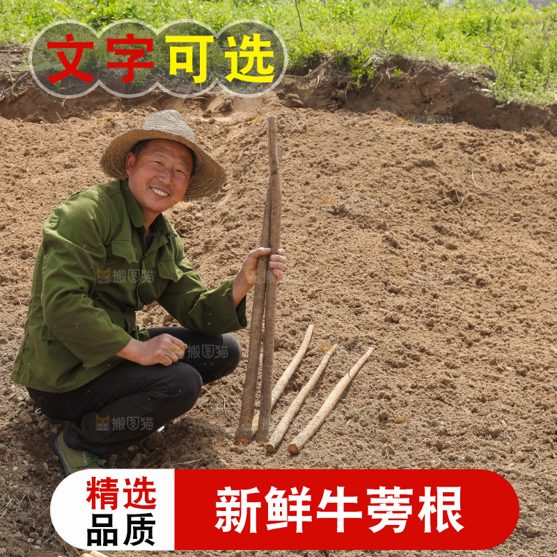 农民手里拿着新鲜牛蒡根