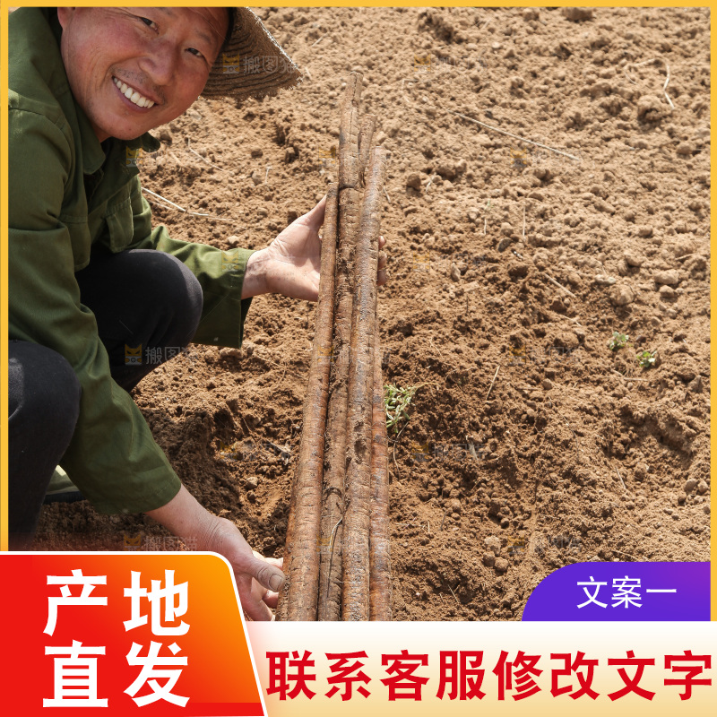 农民手里拿着新鲜牛蒡根