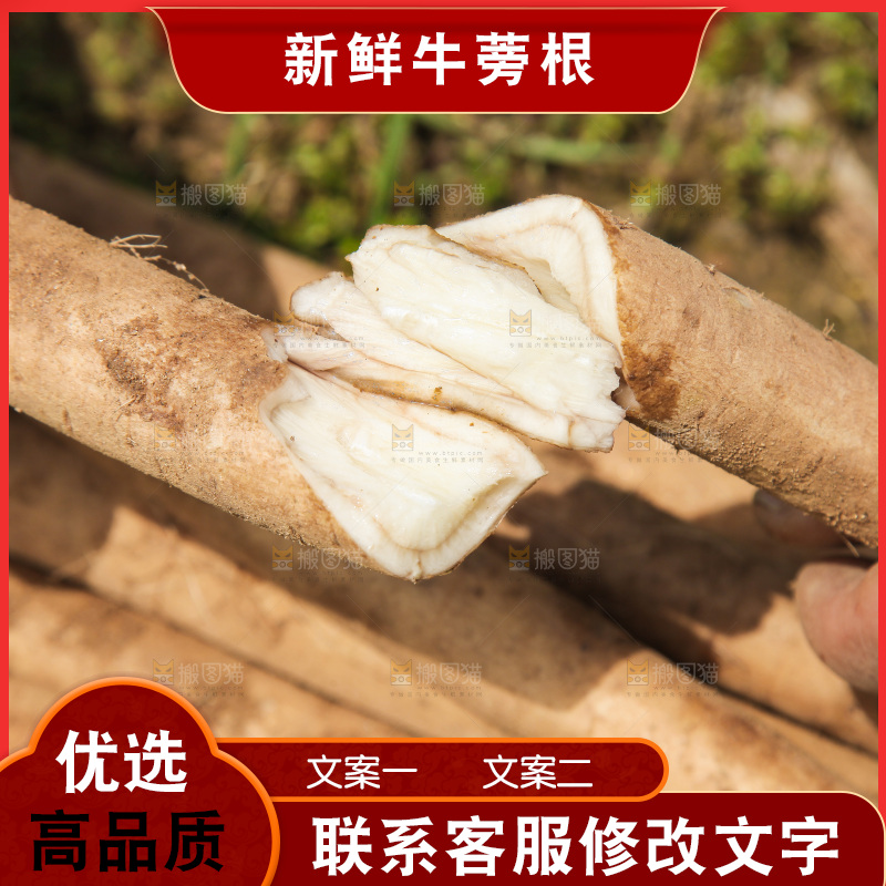 手里掰段的牛蒡根