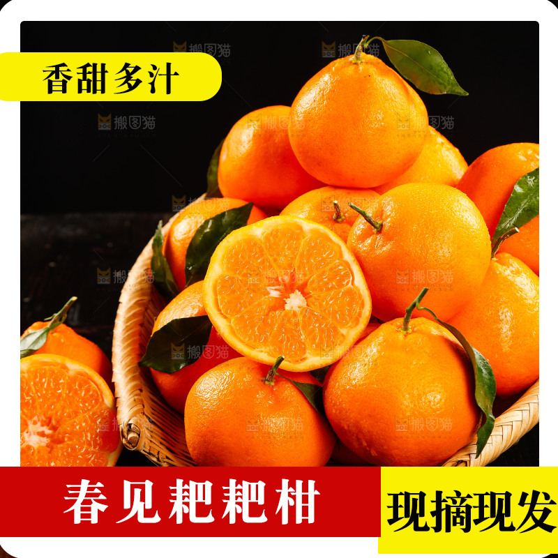 篮子里装着新鲜耙耙柑