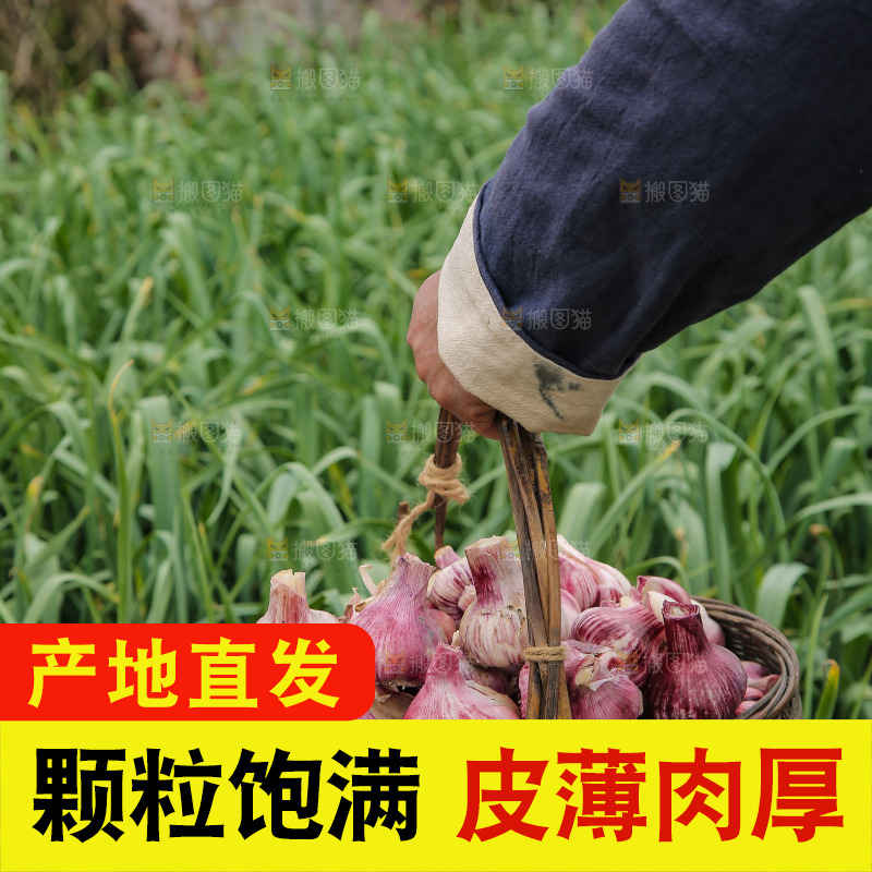 一篓新鲜紫皮大蒜