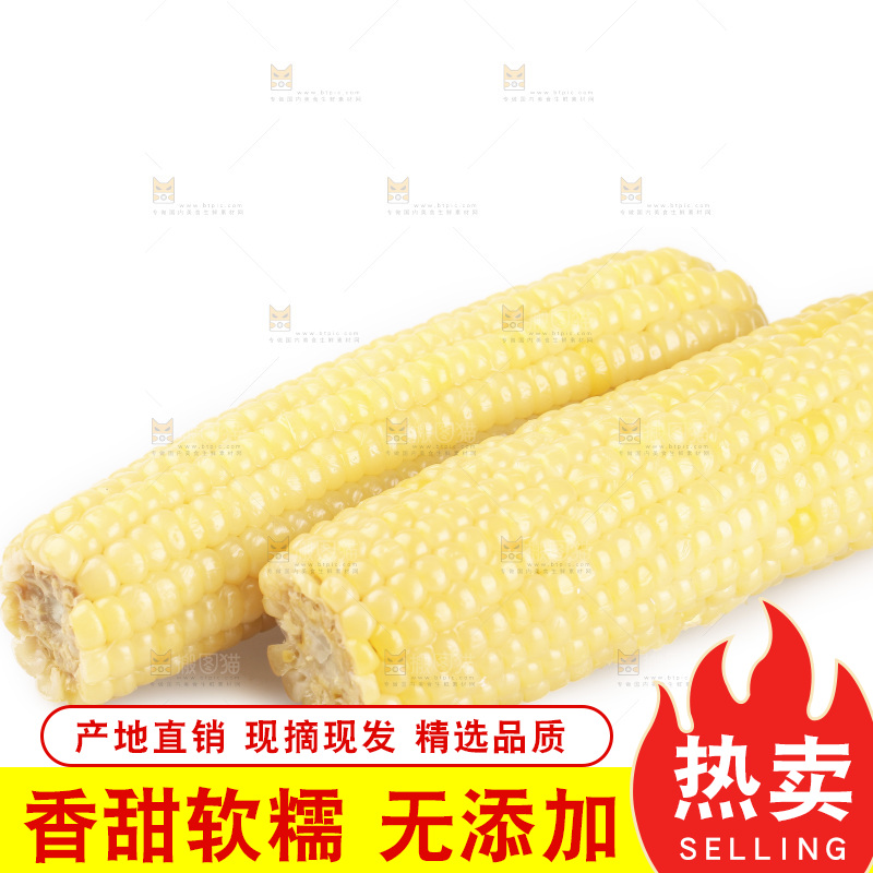白底上的白糯玉米