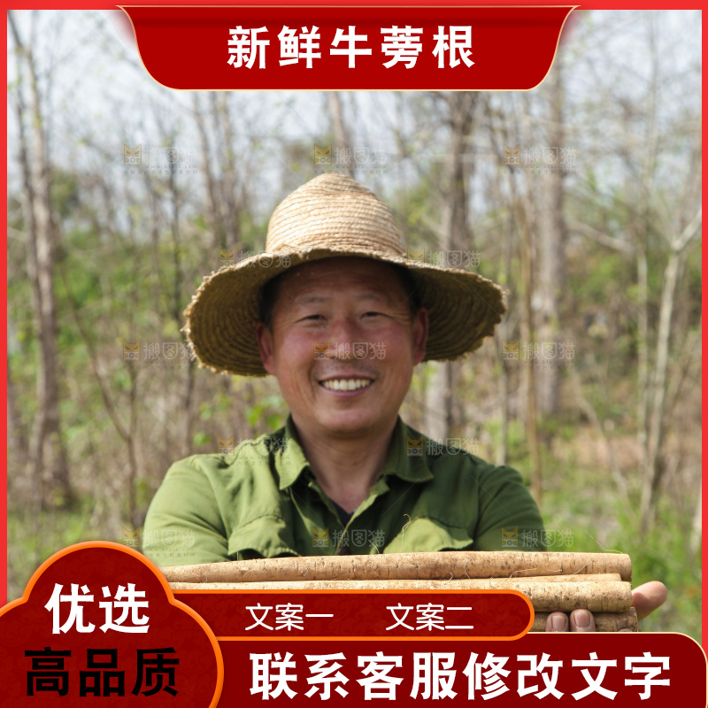农民手里拿着新鲜牛蒡根