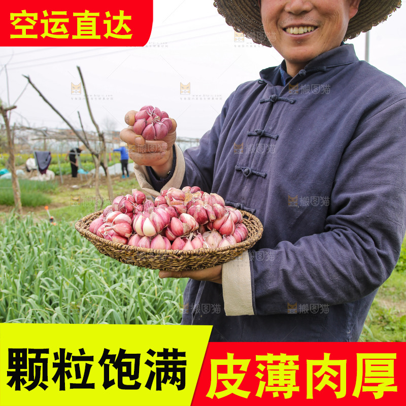 手里端着一篮紫皮多瓣蒜