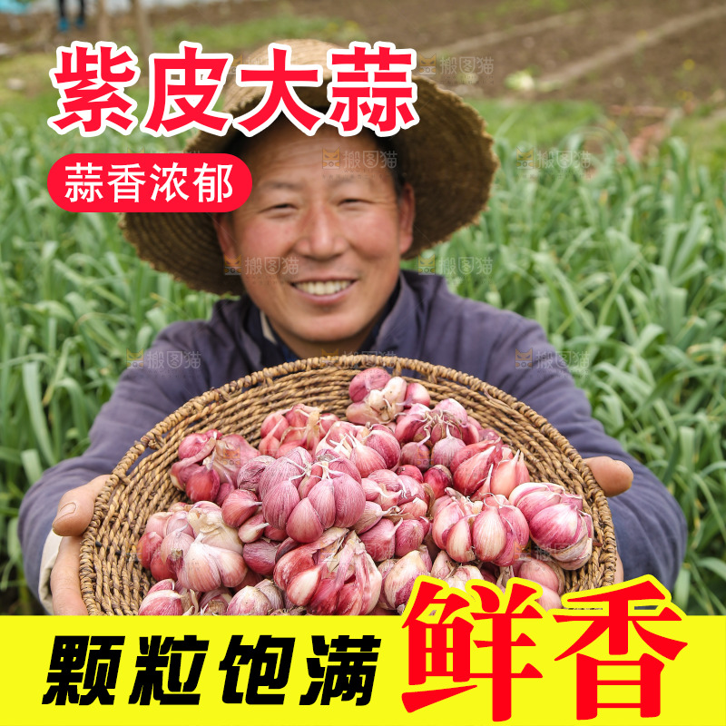 手里端着一篮紫皮多瓣蒜