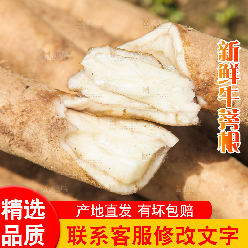 手里掰段的牛蒡根
