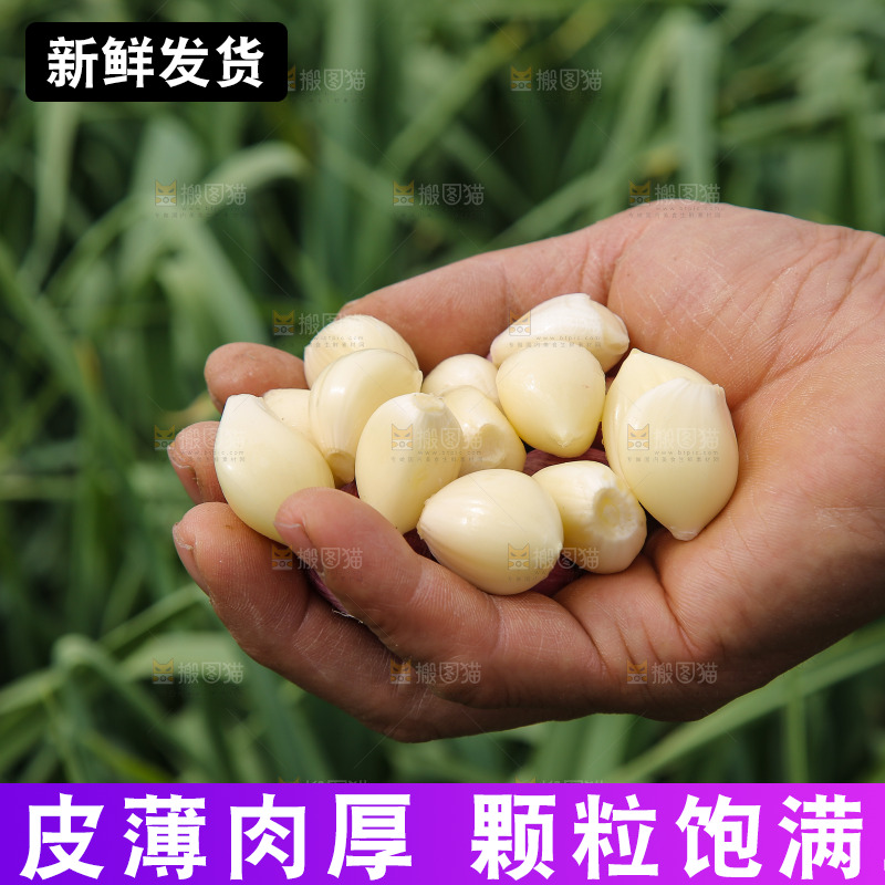 手里拿着蒜瓣