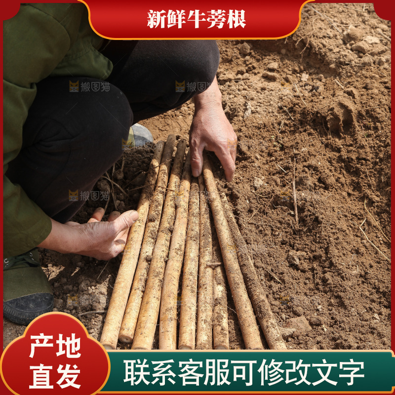 手里拿着牛蒡根
