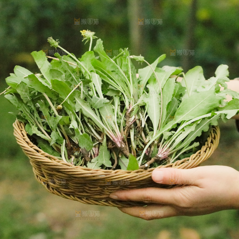 手里端着一篮蒲公英
