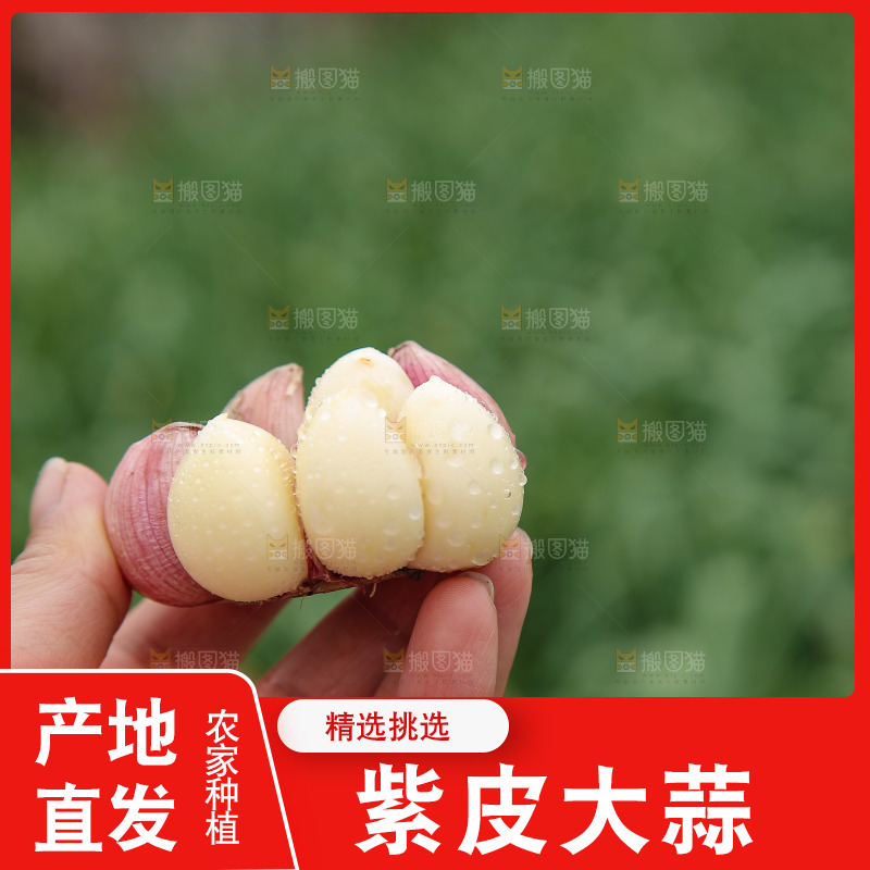 手里拿着多瓣蒜