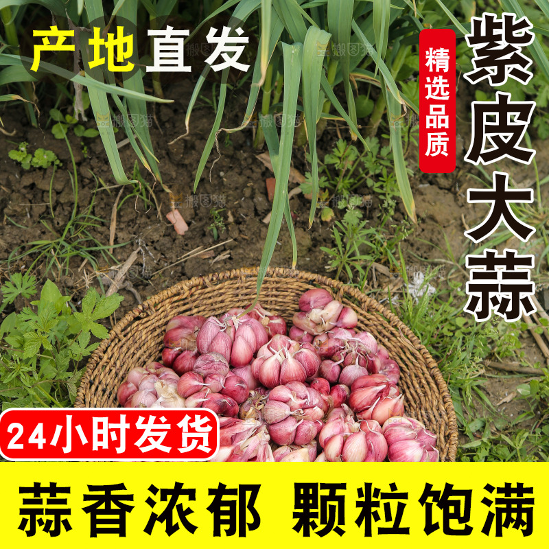 一篮紫皮大蒜