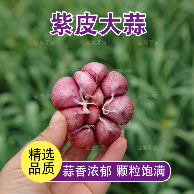 手里拿着多瓣蒜