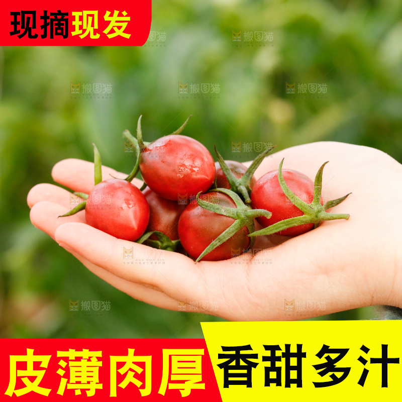 手里拿着紫葡萄小番茄