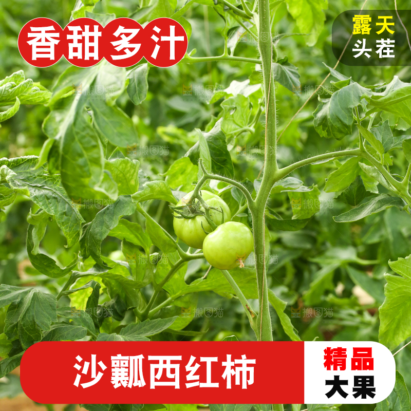西红柿种植基地