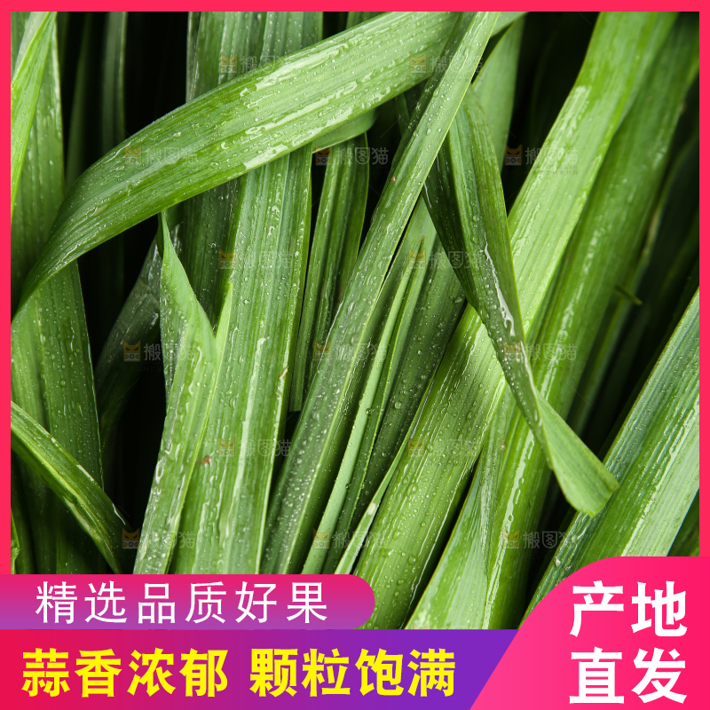 新鲜的大蒜叶