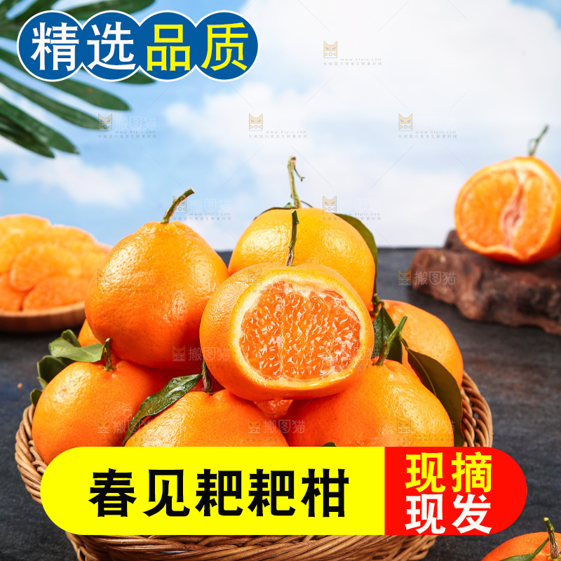篮子里的四川春见耙耙柑
