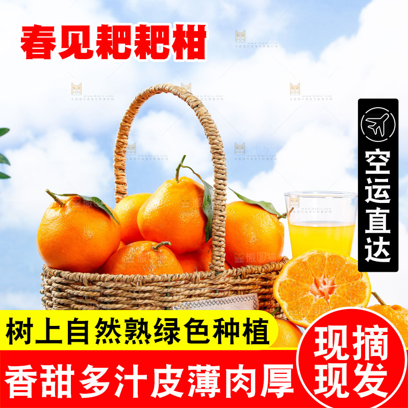 篮子里装着春见耙耙柑