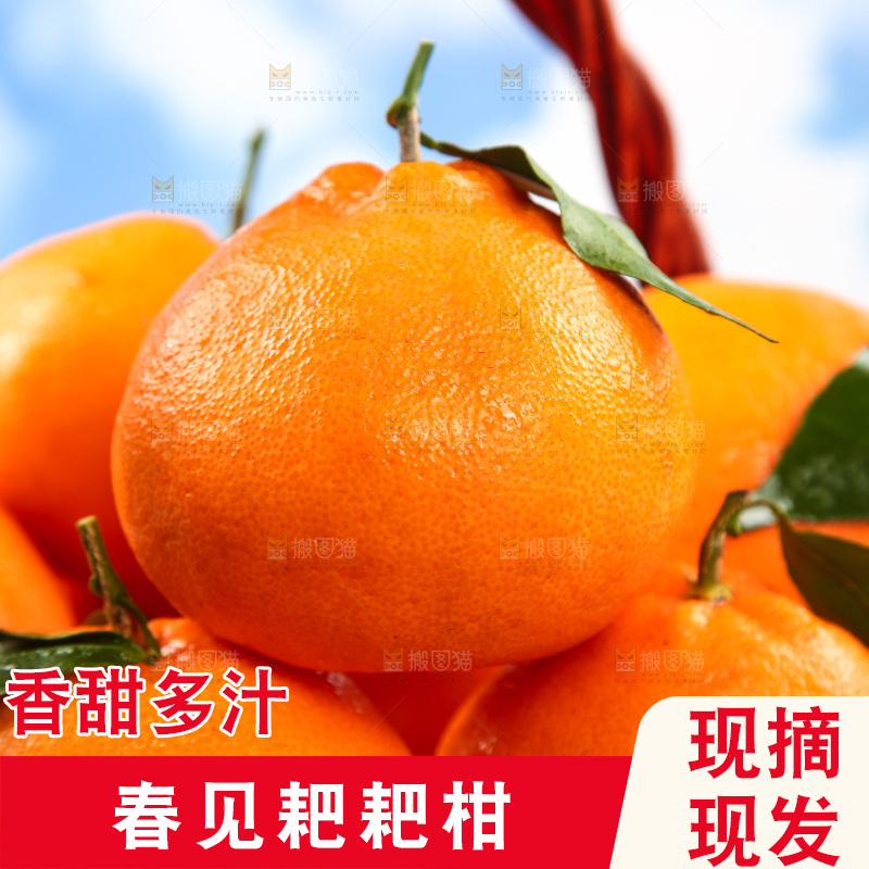 篮子里装着春见耙耙柑
