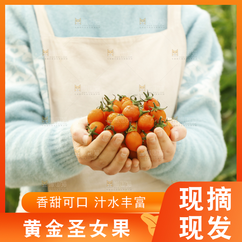 手里捧着黄金小番茄