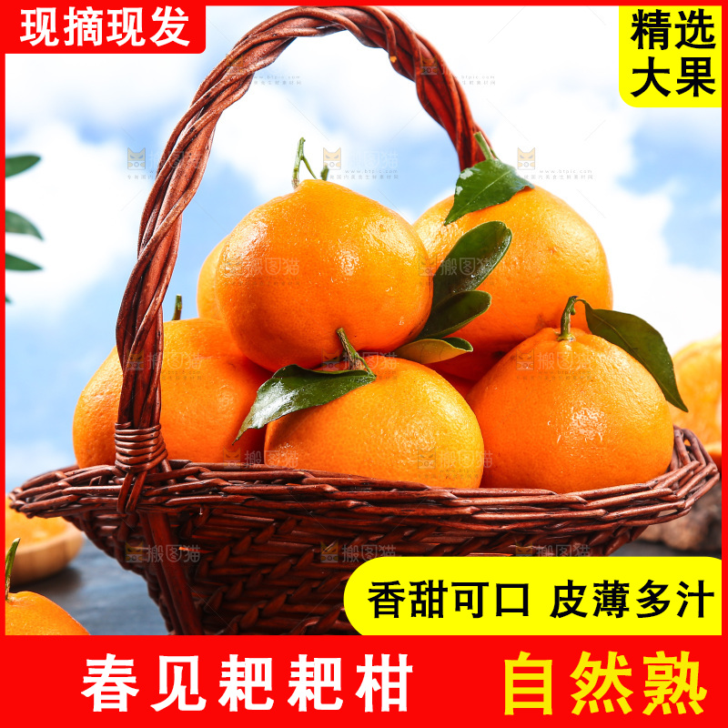 黑底上放着一篮春见耙耙柑
