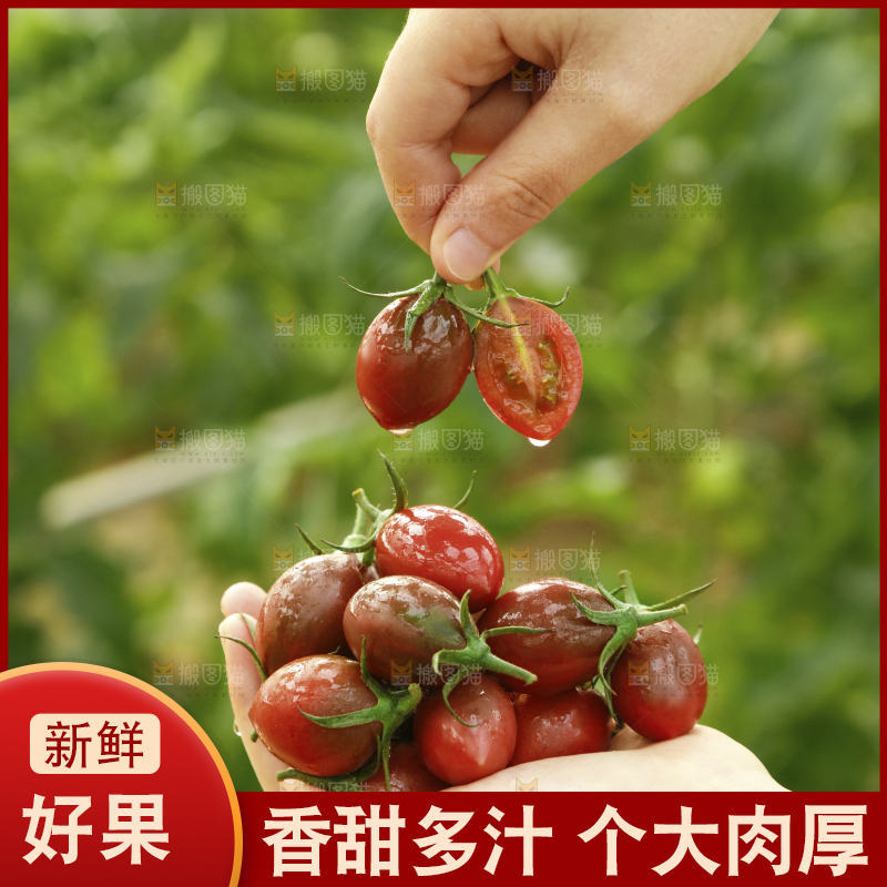手里捧着紫弹头小番茄