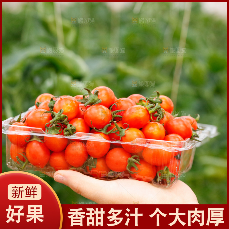 盒子里装着珠珠小番茄