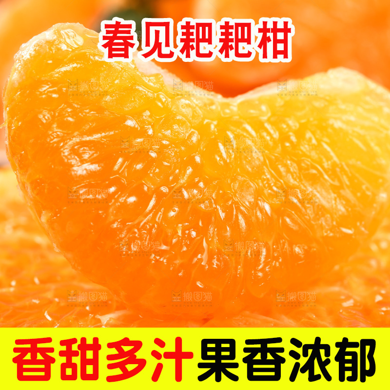 春见果肉特写