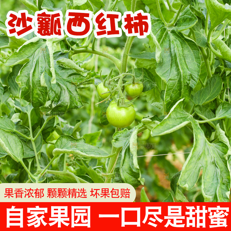 番茄种植基地